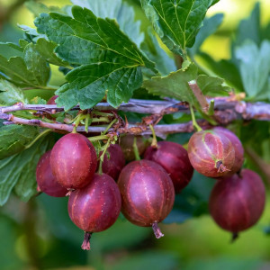 Саженцы Крыжовник Конфетный