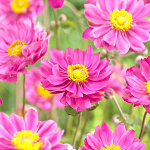 Анемона гибридная Маргарет