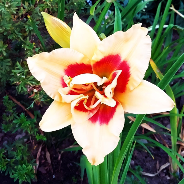 Саженцы Лилейник Forty Second Street (Фоти Секонд Стрит)