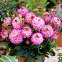 Саженцы Георгина мелоди Dixie