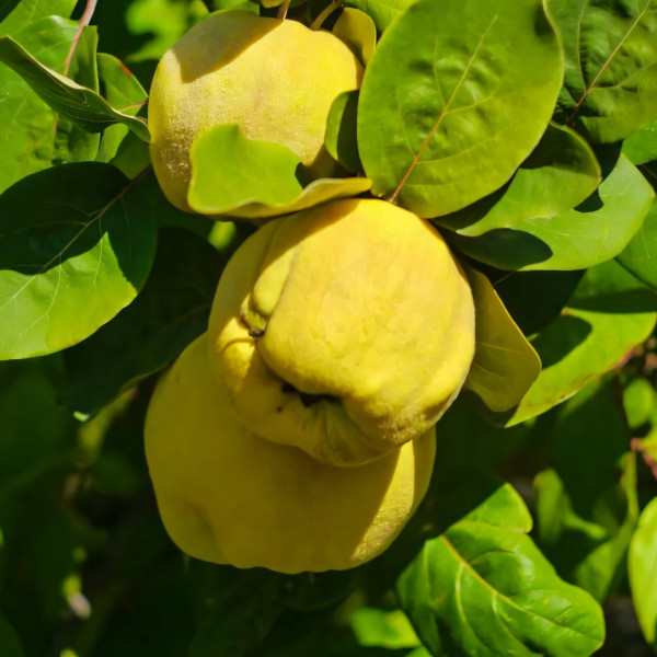 Саженцы Айва Таманская