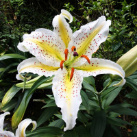 Луковицы  Лилия восточная Auratum Gold Band (Аур. Голд Бенд) (3шт.)