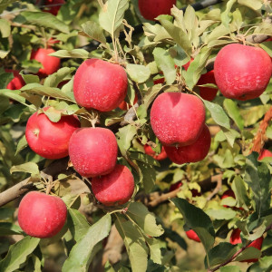 Саженцы Яблоня Гала