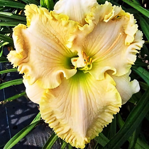 Саженцы Лилейник Great American Pie Pan (Грейт Американ Пай Пэн)