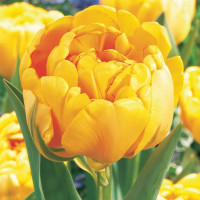 Луковицы Тюльпан махровый Йеллоу Помпонетт (в упаковке - 3шт.)