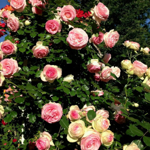 Саженцы Роза флорибунда Амаретто