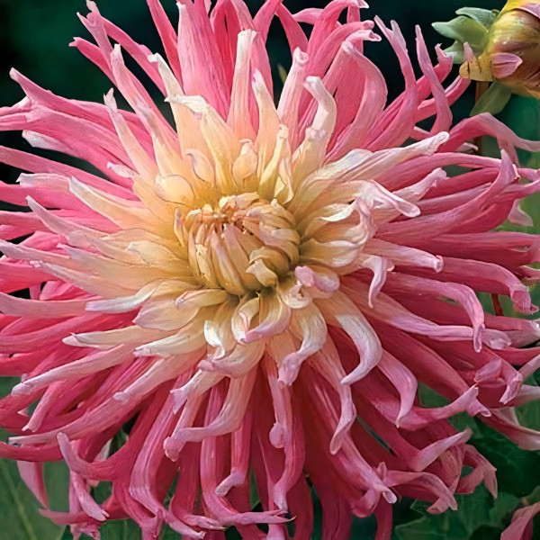 Саженцы Георгина кактусовая Star's Favourite (Старс Фейворит)