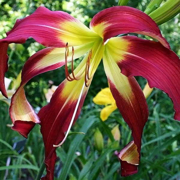 Саженцы Лилейник Fitzasaurus (Фитзасаурус)