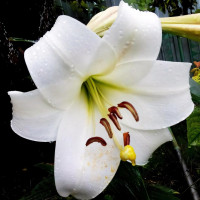 Луковицы  Лилия LOO гибрид White Triumphator (Уайт Триумфатор) (3шт.)