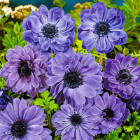 Саженец Анемона махровая Лорд Лейтенант