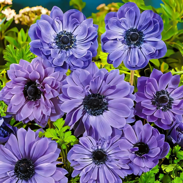 Саженец Анемона махровая Лорд Лейтенант