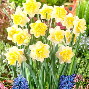 Нарцисс махровый Свит Помпонетт (в упаковке - 3шт.)