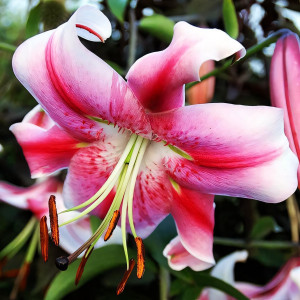  Лилия ОТ гибрид Anastasia (Анастасия)