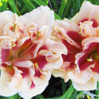 Саженцы Лилейник Forty Second Street (Фоти Секонд Стрит)