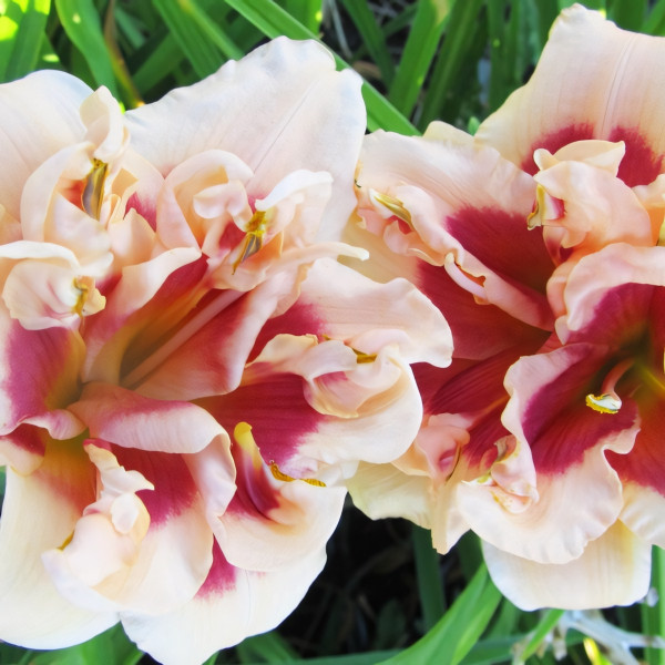 Саженцы Лилейник Forty Second Street (Фоти Секонд Стрит)