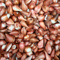 Луковицы Тюльпан Триумф Блю Эмейбл (в упаковке - 3шт.)