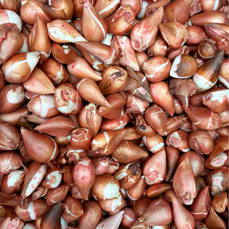 Луковицы Тюльпан Триумф Блю Эмейбл (в упаковке - 3шт.)