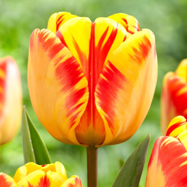 Луковицы Тюльпан Дарвина Банья Лука (в упаковке - 3шт.)