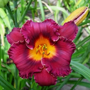 Саженцы Лилейник Night Whispers (Найт Виспер)