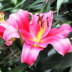  Лилия ОТ гибрид Imprato (Импрато)