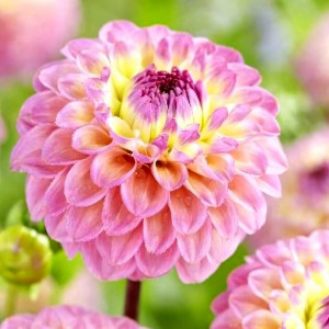 Саженцы Георгина Senior's Favorite