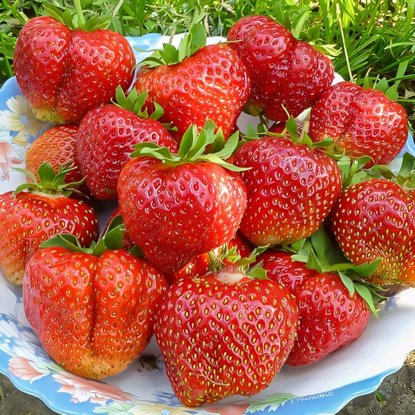 Клубника (крупноплодная) Лорд 5 шт. в упаковке