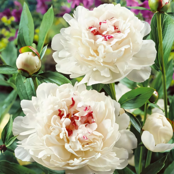 Саженец Пион Фестива Максима