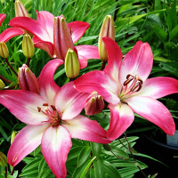 Луковицы  Лилия азиатская  Tiny Diamond (Тайни Даймонд) (3шт.)