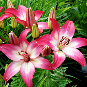  Лилия азиатская  Tiny Diamond (Тайни Даймонд)