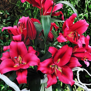  Лилия ОТ гибрид Carbonero (Карбонеро)