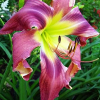 Саженцы Лилейник Turn Turn Turn (Тёрн Тёрн Тёрн)