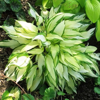 Саженцы Хоста White Christmas (Вайт Кристмас) М