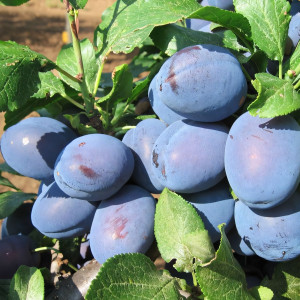 Саженцы Слива Балкарская