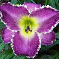 Саженцы Лилейник Drink The Light (Дринк Зе Лайт)