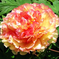 Саженцы Пион Золотая Россыпь