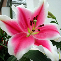 Луковицы  Лилия LOO гибрид Pink Brilliant (Пинк Бриллиант) (3шт.)