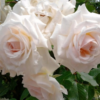 Саженцы Роза плетистая Шванензее