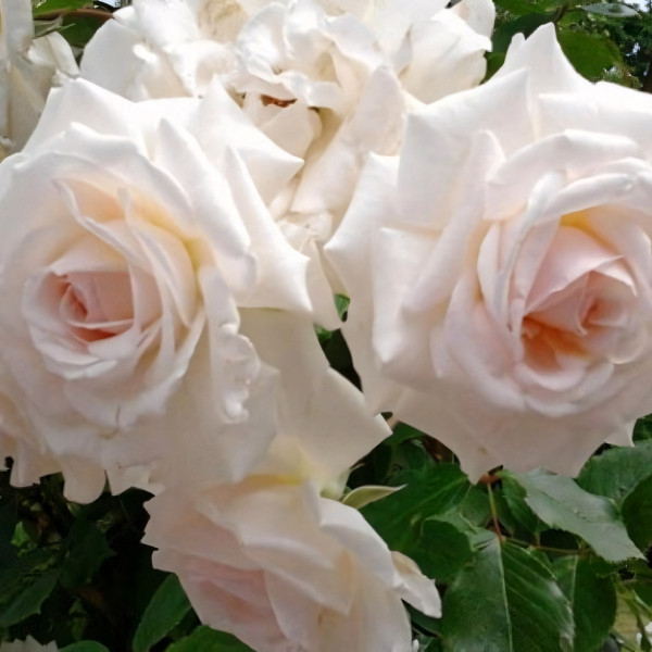 Саженцы Роза плетистая Шванензее