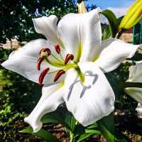 Луковицы Саженцы Лилия ОТ гибрид Zambesi (Замбези) (3шт.)