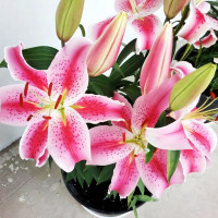 Луковицы  Лилия восточная Rapid Romance (Рапид Романс) (3шт.)