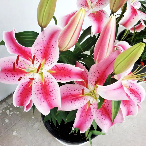 Луковицы  Лилия восточная Rapid Romance (Рапид Романс) (3шт.)