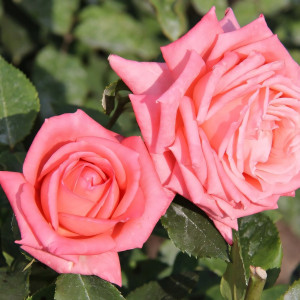 Саженцы Роза чайно-гибридная Барбадос