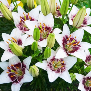  Лилия азиатская White Pixel (Вайт Пиксель)