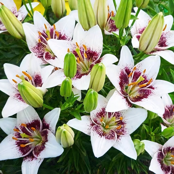 Луковицы  Лилия азиатская White Pixel (Вайт Пиксель) (3шт.)