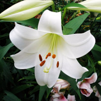 Луковицы  Лилия LOO гибрид White Triumphator (Уайт Триумфатор) (3шт.)