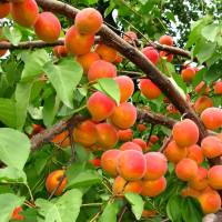 Саженцы Абрикос Оранж Ред