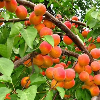 Саженцы Абрикос Оранж Ред