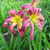 Саженцы Лилейник Turn Turn Turn (Тёрн Тёрн Тёрн)