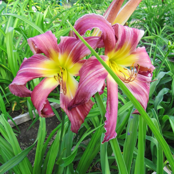 Саженцы Лилейник Turn Turn Turn (Тёрн Тёрн Тёрн)