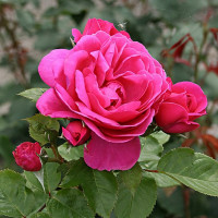 Саженцы Роза парковая Леа Ренессанс